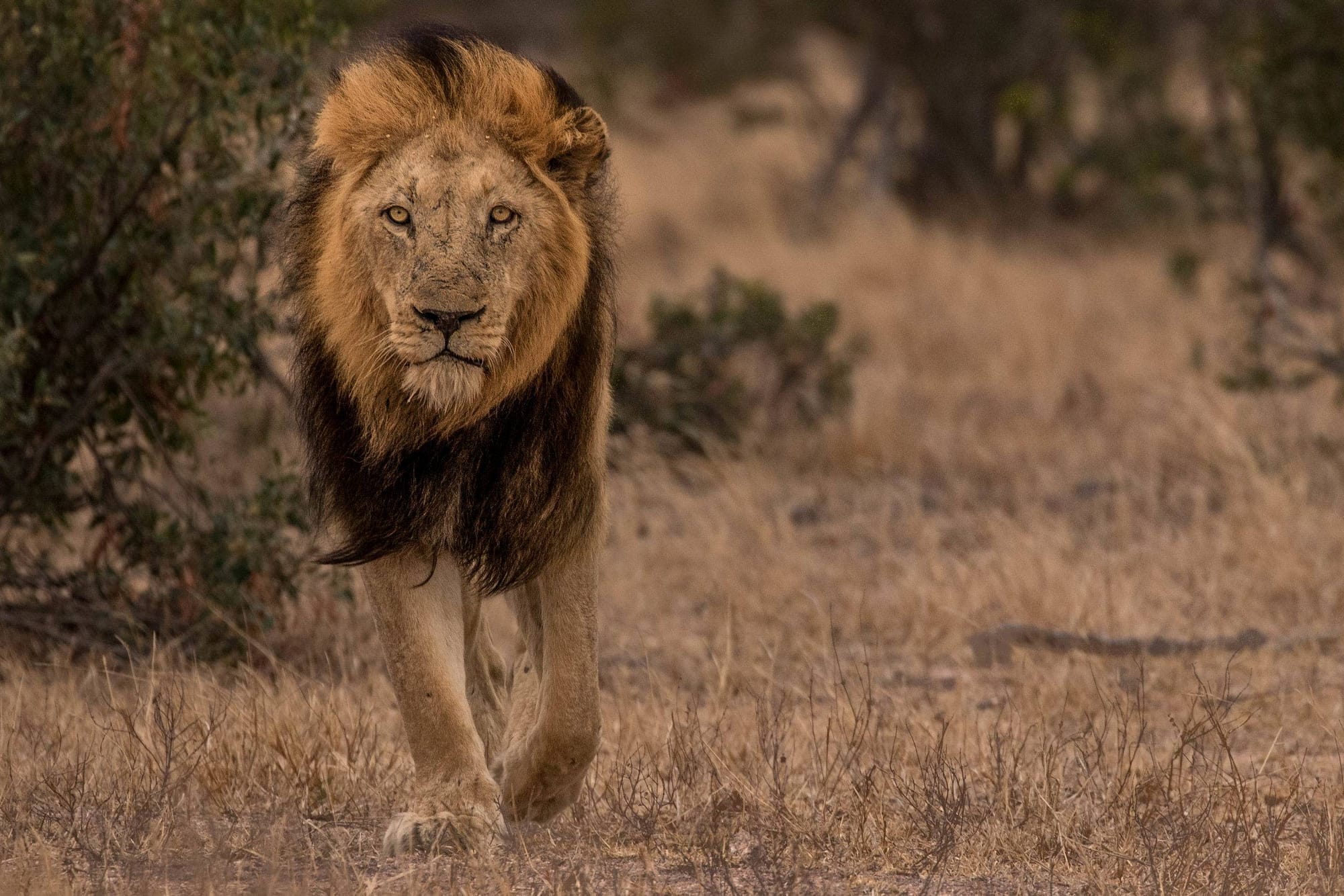 Lion Africa
